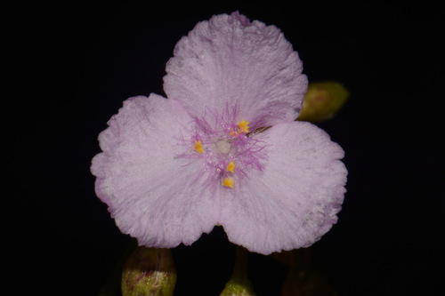 Image of Callisia rosea by (c) Brian Finzel, some rights reserved (CC BY-SA)