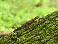 Gonatodes caudiscutatus