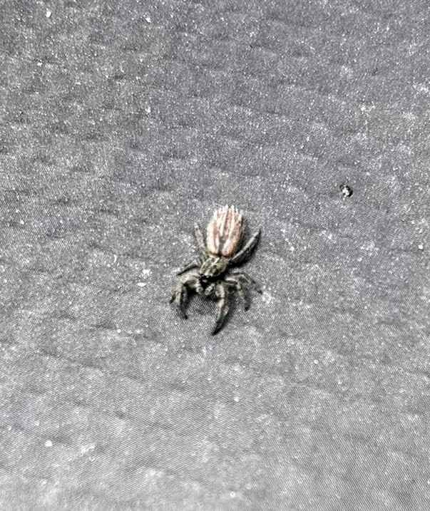 Holoplatys apressus from Wānaka, New Zealand on December 23, 2023 at 03