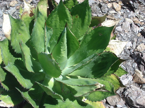 Image of Agave bovicornuta by no rights reserved