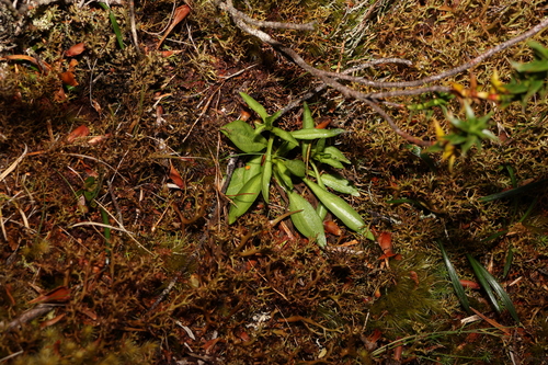 Image of Gentianella diemensis by (c) Greg Tasney, some rights reserved (CC BY-SA)