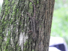 Gonatodes caudiscutatus