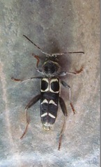 Neoclytus caprea