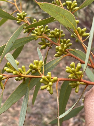 Nuytsland Mallee (Eucalyptus sinuensis)
