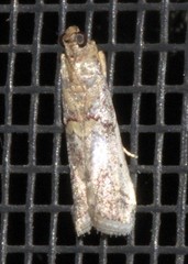 Hypargyria metalliferella
