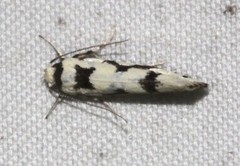 Lichenaula calligrapha