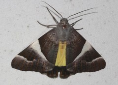 Niceteria macrocosma