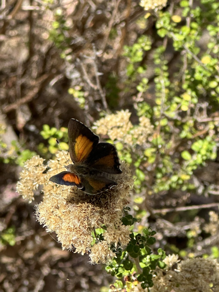 Eltham copper butterfly from Castlemaine Botanical Gardens, Castlemaine