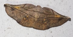 Xenomusa metallica