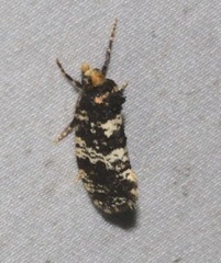 Ardiosteres moretonella