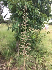 Pogonarthria squarrosa