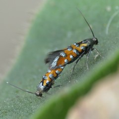 Neoheliodines vernius