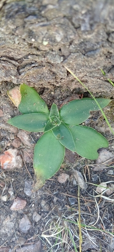 Image of Echeveria mucronata by (c) Humberto Gonzalez Salas, some rights reserved (CC BY)