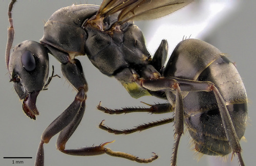 Silky field ant