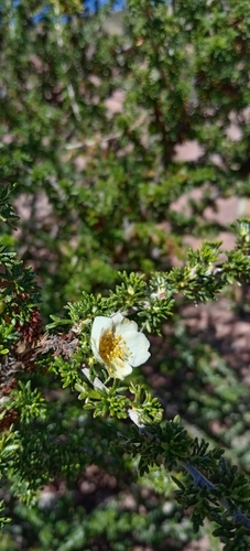 Image of Purshia mexicana by (c) Humberto Gonzalez Salas, some rights reserved (CC BY)