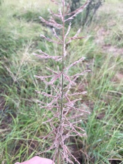 Pogonarthria squarrosa