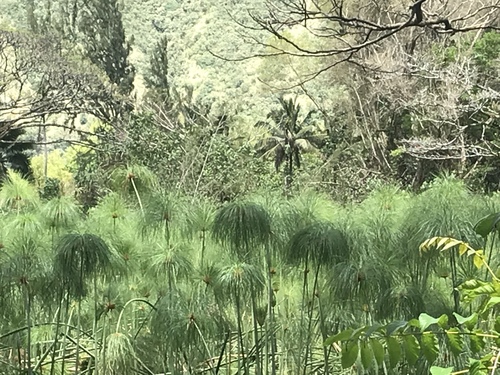 Cyperus papyrus observed 2019-04-05