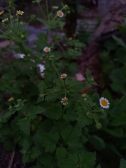 Galinsogeopsis spilanthoides