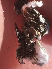 Xanthoparmelia mexicana