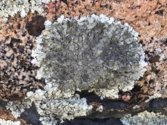 Xanthoparmelia mexicana