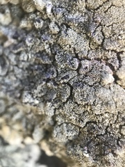 Xanthoparmelia mexicana