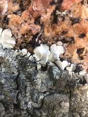 Xanthoparmelia mexicana