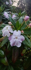 Impatiens sodenii image