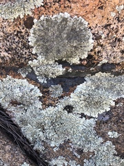 Xanthoparmelia mexicana