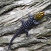 Shieldhead Gecko - Photo (c) Amaru Rubio, some rights reserved (CC BY-NC), uploaded by Amaru Rubio