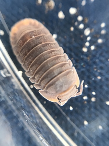 Little Sea Pill Woodlouse photo 5