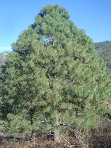 Image of Pinus maximinoi by no rights reserved