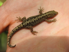 Gonatodes caudiscutatus