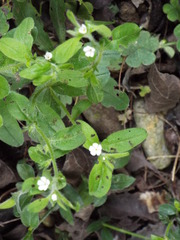 Lithospermum matamorense