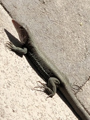 Pholidoscelis erythrocephalus