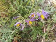 Solanum tenuipes