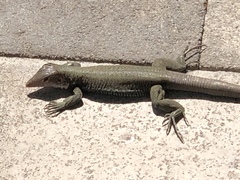 Pholidoscelis erythrocephalus