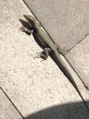 Pholidoscelis erythrocephalus