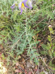 Solanum tenuipes