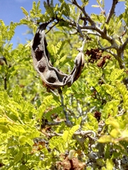 Painteria elachistophylla