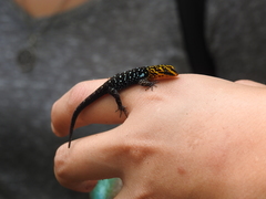 Gonatodes caudiscutatus