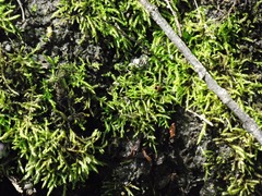 Pseudisothecium cristatum