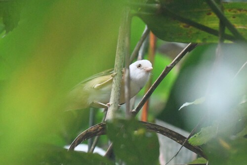 Collared Babbler (Gampsorhynchus torquatus), photo 6