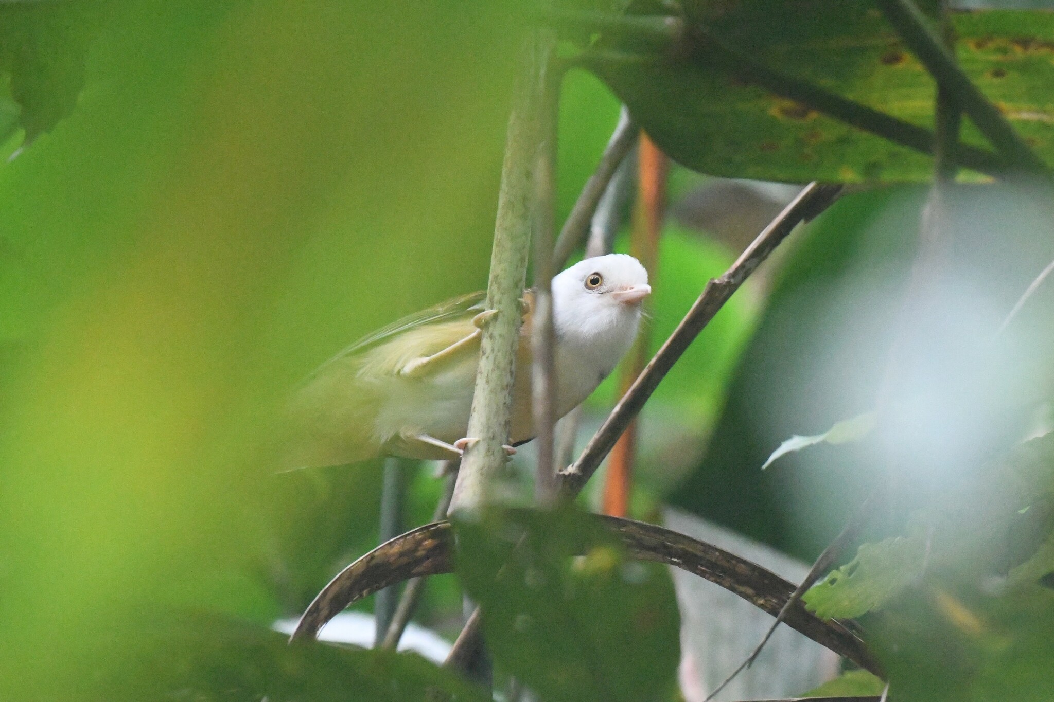 Collared Babbler