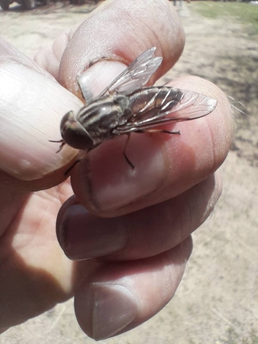 Tabanus taeniola