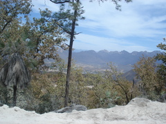Limestone Brahea (Brahea calcarea)