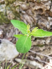 Euphorbia mercurialina