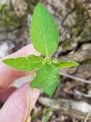 Euphorbia mercurialina