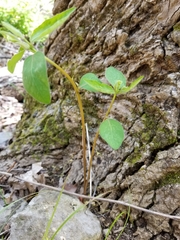 Euphorbia mercurialina