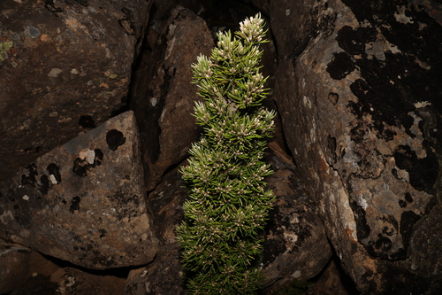 Image of Olearia pinifolia by (c) Greg Tasney, some rights reserved (CC BY-SA)