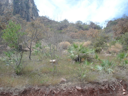 Brahea calcarea, photograph 5